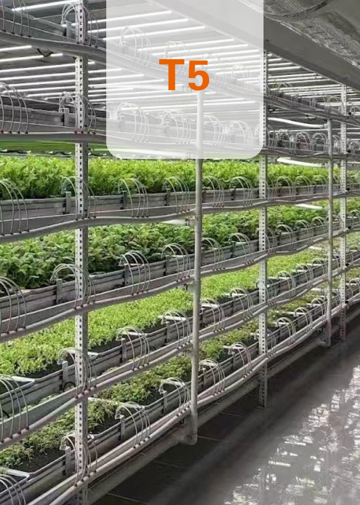 T5 植物補光燈安裝於多層栽培架