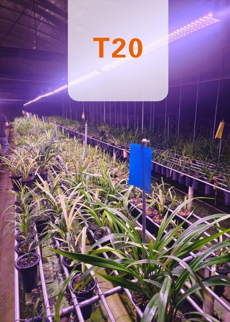 T20 植物燈於作物栽培場域補光