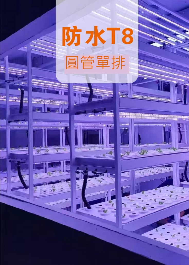 防水 T8 植物補光燈應用於植物工廠層架栽培