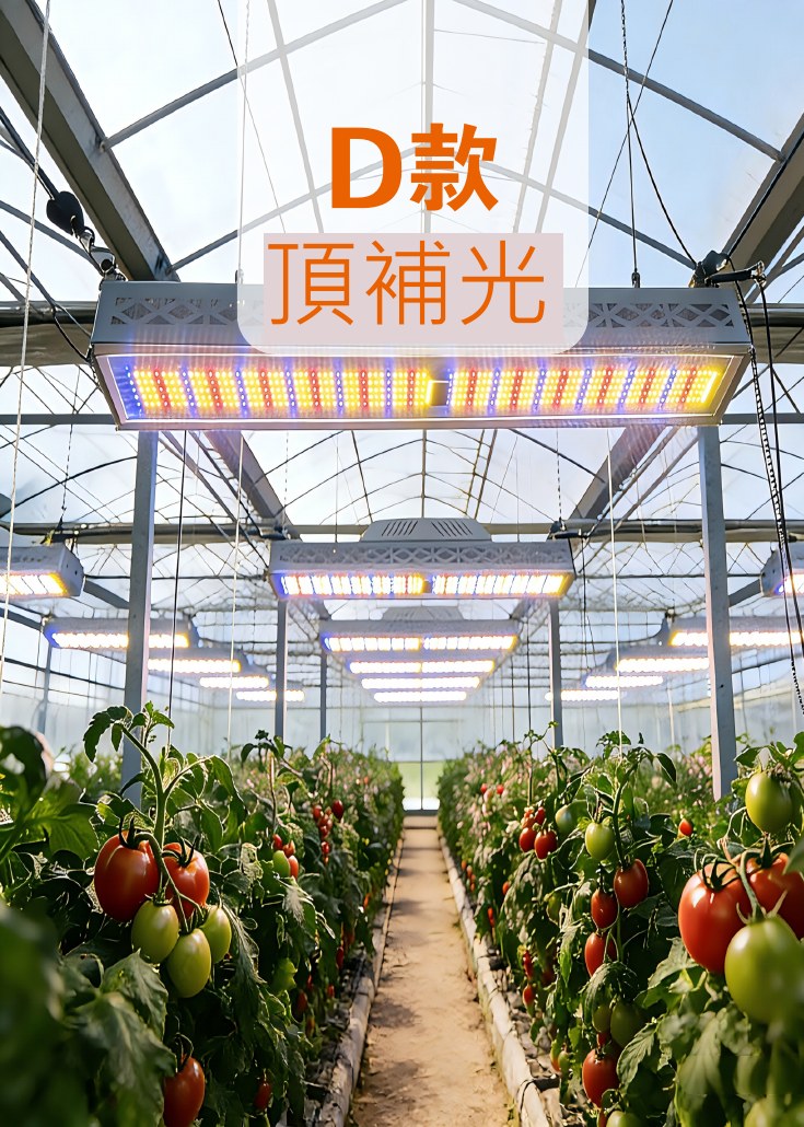 頂補光植物燈應用於溫室番茄與果菜栽培